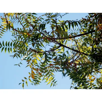 Pistácie čínská Balení: kontejner C110+, Tvar: výška 250-300 cm