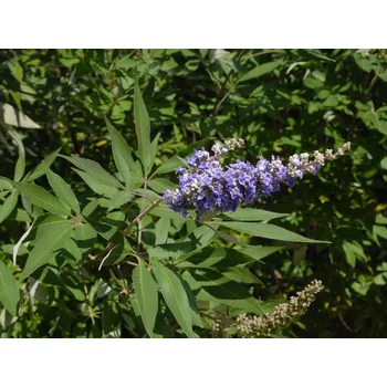 Sazenice Drmek obecný kontejner C90+