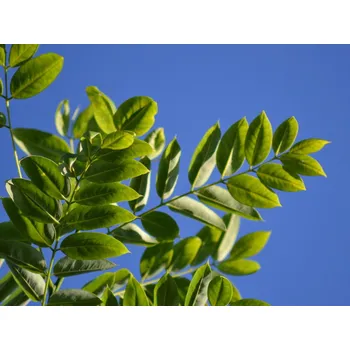 Sazenice Jerlín japonský 'Regent' Balení: bal/kontejner, Tvar: OK 35/40