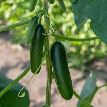 Semeno BIO Okurka Kaikura F1 - Cucumis sativus - osivo okurky - 5&nbsp;ks