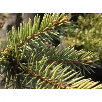 Sazenice Smrk pichlavý 'Poznań' Balení: bal/kontejner, Tvar: výška 200-250cm