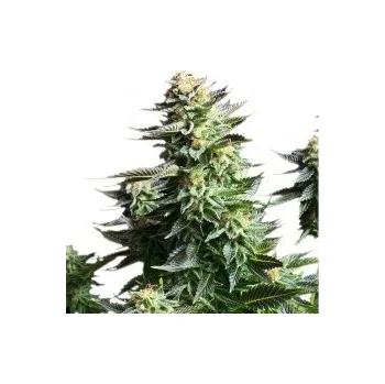 Semeno Royal Queen Seeds | Amnesia Haze - 3 ks