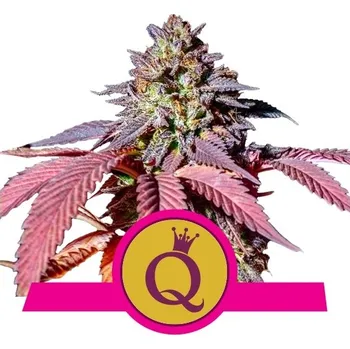 Semeno Royal Queen Seeds | Purple Queen - 3 ks