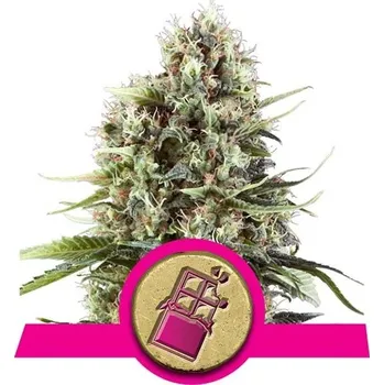 Semeno Royal Queen Seeds | Chocolate Haze - 5 ks