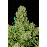 Serious Seeds | White Russian feminizovaný - 6 ks