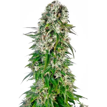 Sensi Seeds | Big Bud Automatic - 3 ks
