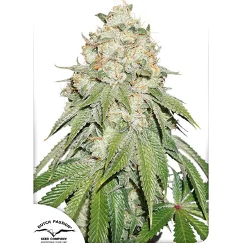 Semeno Dutch Passion | Banana Blaze - 3 ks