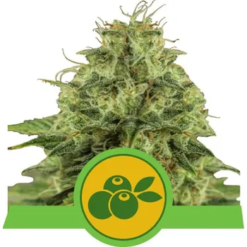 Semeno Royal Queen Seeds | Haze Berry Auto - 3 ks
