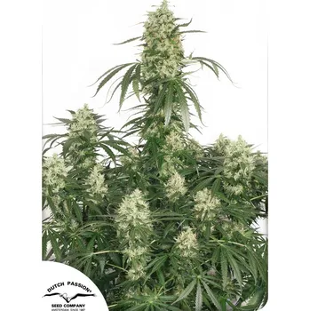 Semeno Dutch Passion | The Ultimate - 10 ks