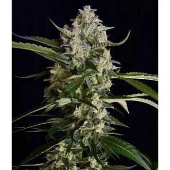 Semeno Serious Seeds | Seriosa - 6 ks