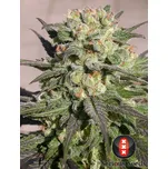 Serious Seeds | Warlock - 6 ks