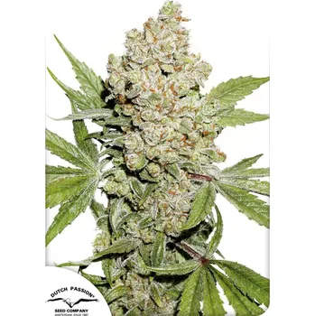 Semeno Dutch Passion | Auto Lemon Kix - 3 ks