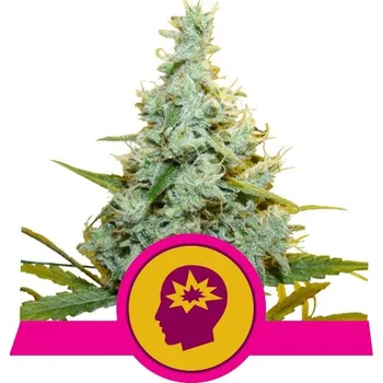 Semeno Royal Queen Seeds | AMG - Amnesia Mac Ganja - 10 ks