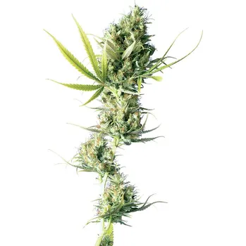 Semeno Sensi Seeds | Durban - 3 ks