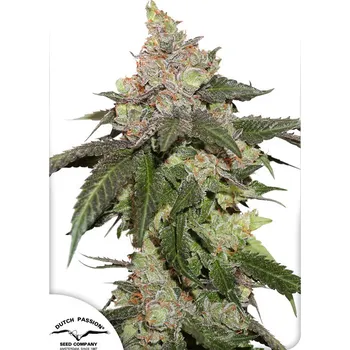 Pěstitelství Dutch Passion | Kerosene Krash - 3 ks