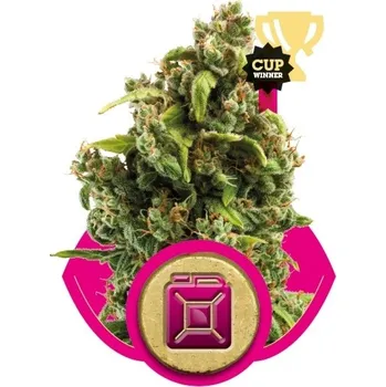 Semeno Royal Queen Seeds | Sour Diesel - 3 ks