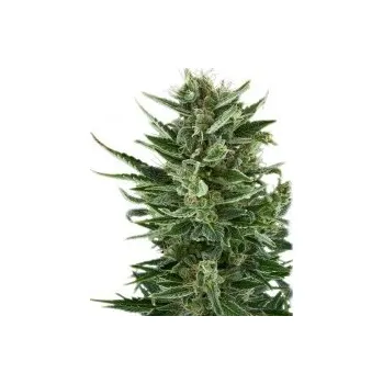 Semeno Royal Queen Seeds | Quick One - 3 ks