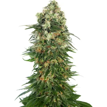 Sensi Seeds | Shiva Skunk Automatic - 3 ks