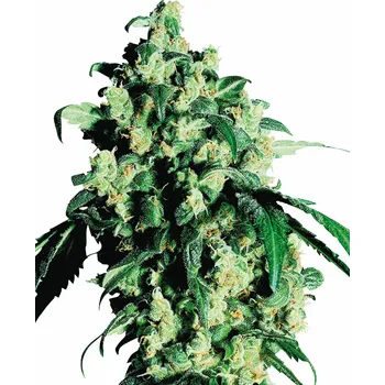 Semeno Sensi Seeds | Super Skunk - 5 ks