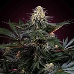 Sensi Seeds | Lockdown Kush - 5 ks
