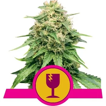 Semeno Royal Queen Seeds | Critical - 3 ks