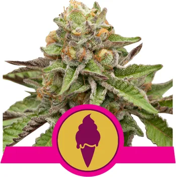 Semeno Royal Queen Seeds | Green Gelato - 5 ks