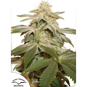 Semeno Dutch Passion | Sugar Bomb Punch - 3 ks