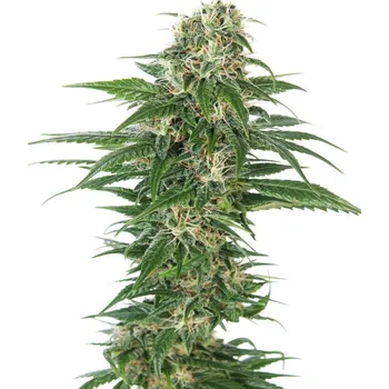 Sensi Seeds | Early Skunk Automatic - 5 ks