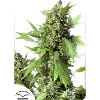 Semeno Dutch Passion | Auto Duck - 3 ks