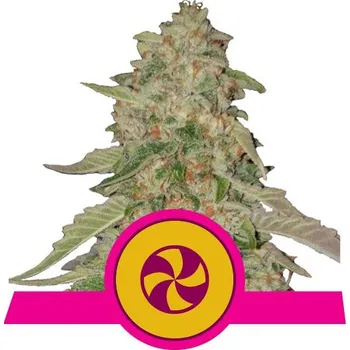 Semeno Royal Queen Seeds | Sweet ZZ - 3 ks