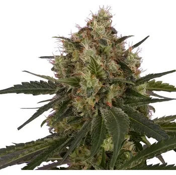 Semeno Royal Queen Seeds | Ice - 5 ks
