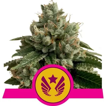Semeno Royal Queen Seeds | Legendary OG Punch - 3 ks