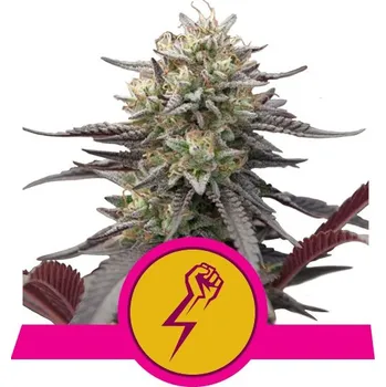 Semeno Royal Queen Seeds | Green Crack Punch - 3 ks