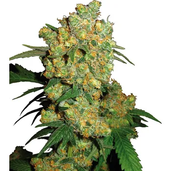 Sensi Seeds | Big Bud - 3 ks