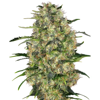 Sensi Seeds | Black Domina - 3 ks