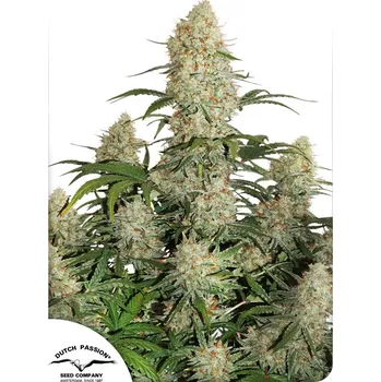 Semeno Dutch Passion | Auto Critical Orange Punch - 7 ks