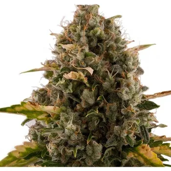 Semeno Royal Queen Seeds | Royal Moby - 3 ks