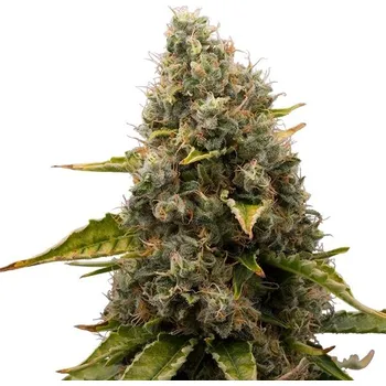 Semeno Royal Queen Seeds | White Widow - 5 ks