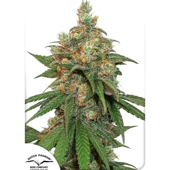 Semeno Dutch Passion | Hifi 4G - 3 ks