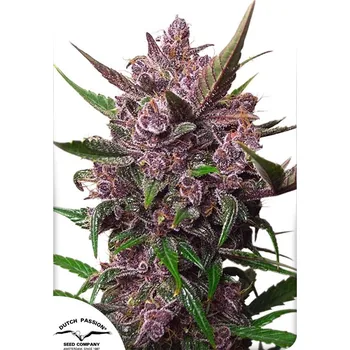 Semeno Dutch Passion | Auto BlackBerry Kush - 3 ks
