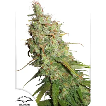 Semeno Dutch Passion | Auto Desfran - 3 ks