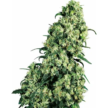 Semeno Sensi Seeds | Skunk 1 - 3 ks