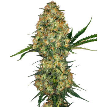 Semeno Sensi Seeds | Hindu Kush - 5 ks