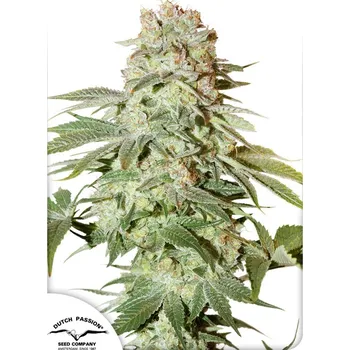 Semeno Dutch Passion | Auto Power Plant - 7 ks