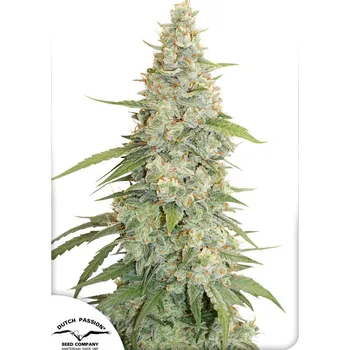 Semeno Dutch Passion | Meringue - 3 ks