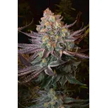 Serious Seeds | Seriotica - 6 ks