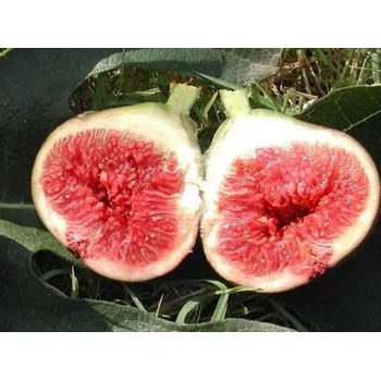 Ovoce Fíkovník smokvoň kontejner C230