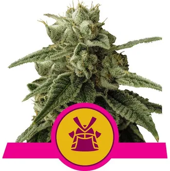 Semeno Royal Queen Seeds | Shogun - 3 ks