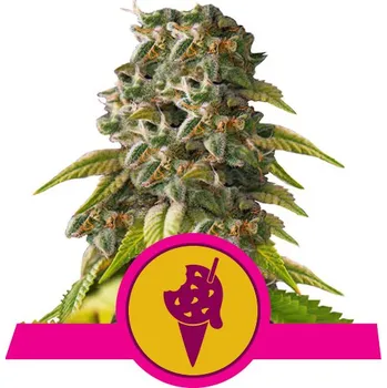Semeno Royal Queen Seeds | Cookies Gelato - 5 ks