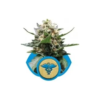 Semeno Royal Queen Seeds | Royal Medic - 5 ks